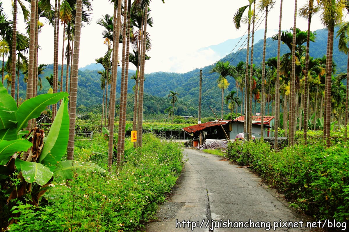 【南投日月潭旅遊景點】頭社活盆地～會跳舞的金針花！
