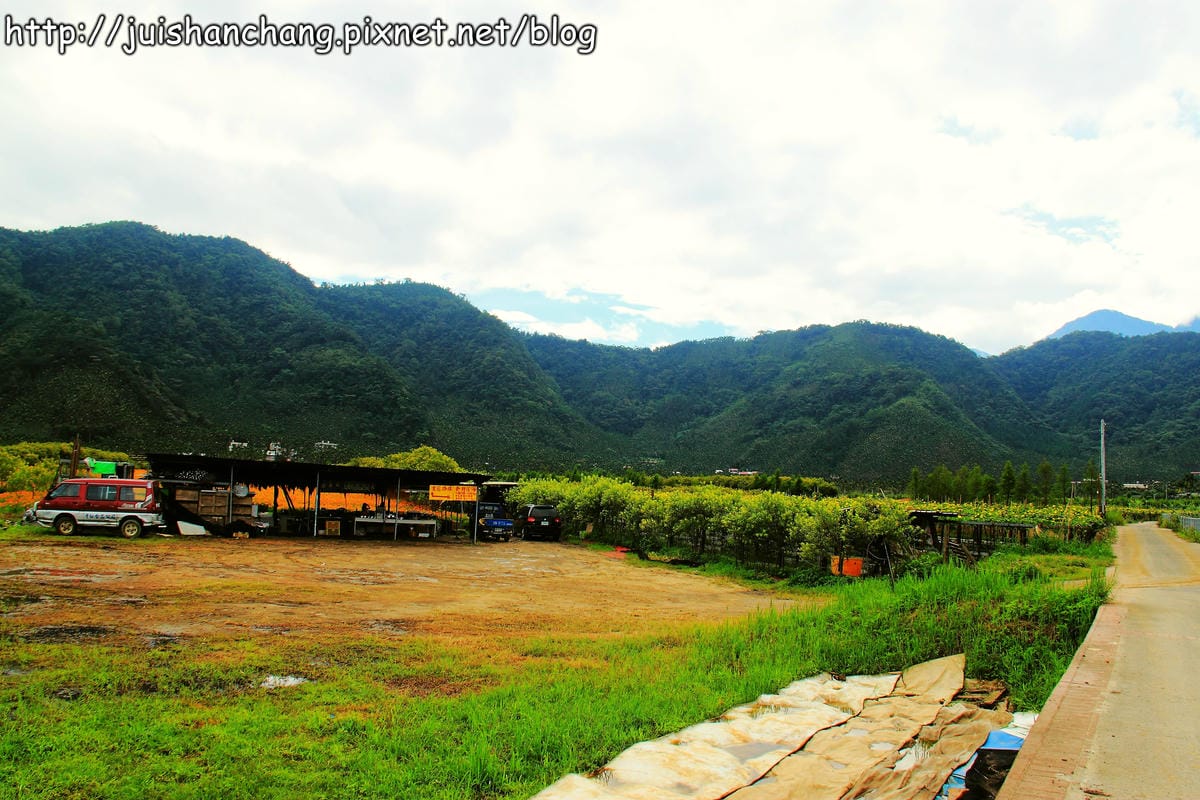 【南投日月潭旅遊景點】頭社活盆地～會跳舞的金針花！