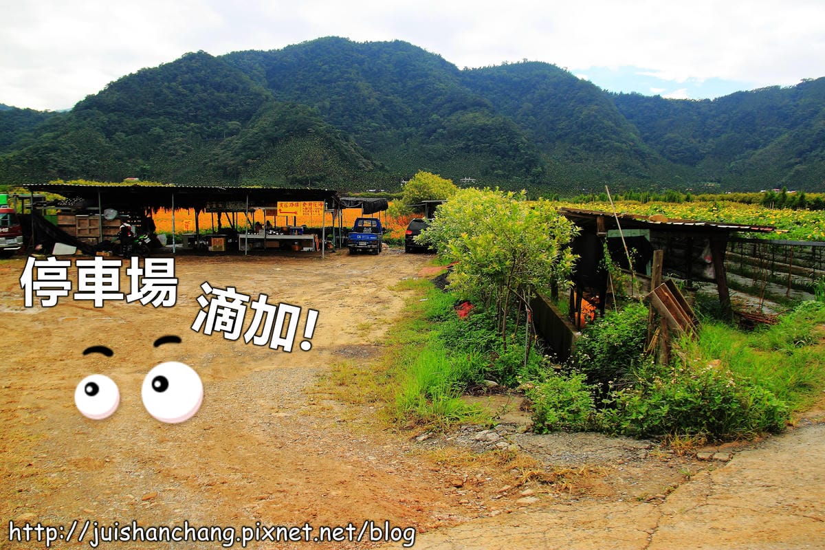 【南投日月潭旅遊景點】頭社活盆地～會跳舞的金針花！