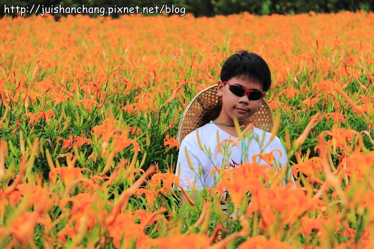 【南投日月潭旅遊景點】頭社活盆地～會跳舞的金針花！