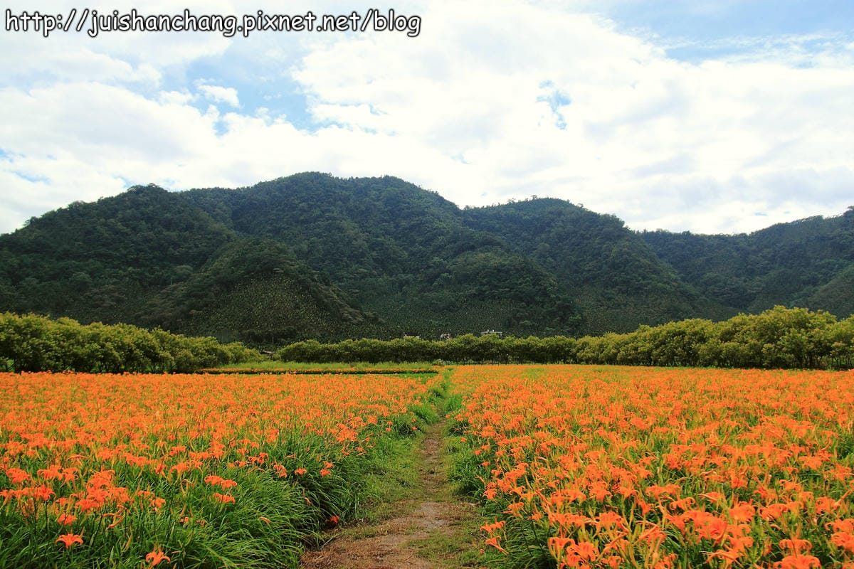 【南投日月潭旅遊景點】頭社活盆地～會跳舞的金針花！