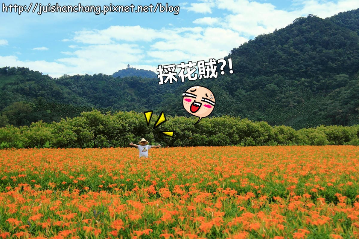 【南投日月潭旅遊景點】頭社活盆地～會跳舞的金針花！