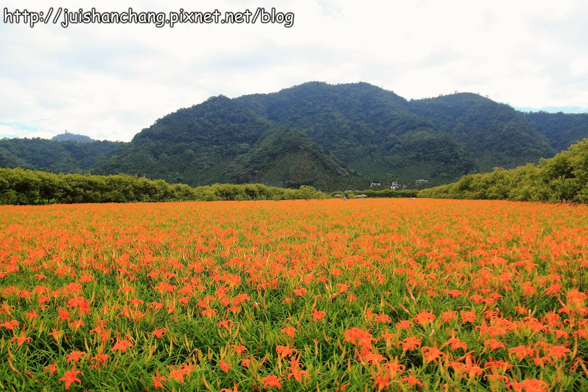 【南投日月潭旅遊景點】頭社活盆地～會跳舞的金針花！