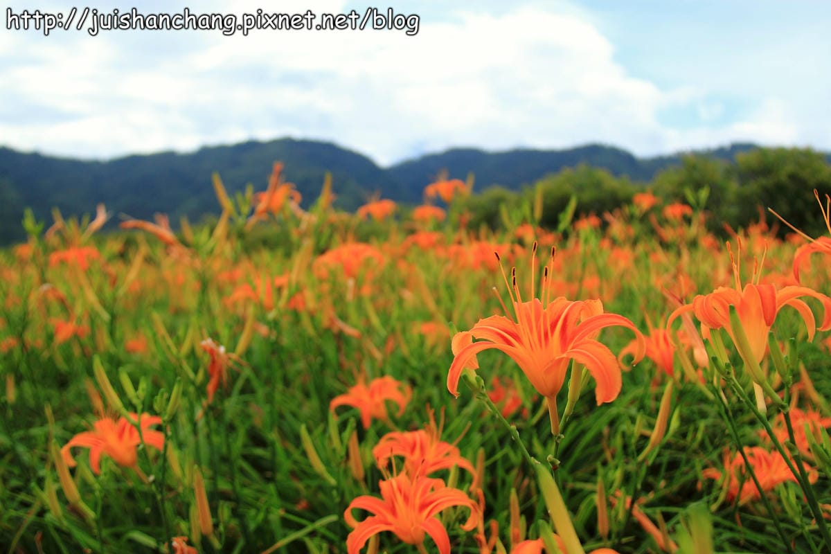 【南投日月潭旅遊景點】頭社活盆地～會跳舞的金針花！