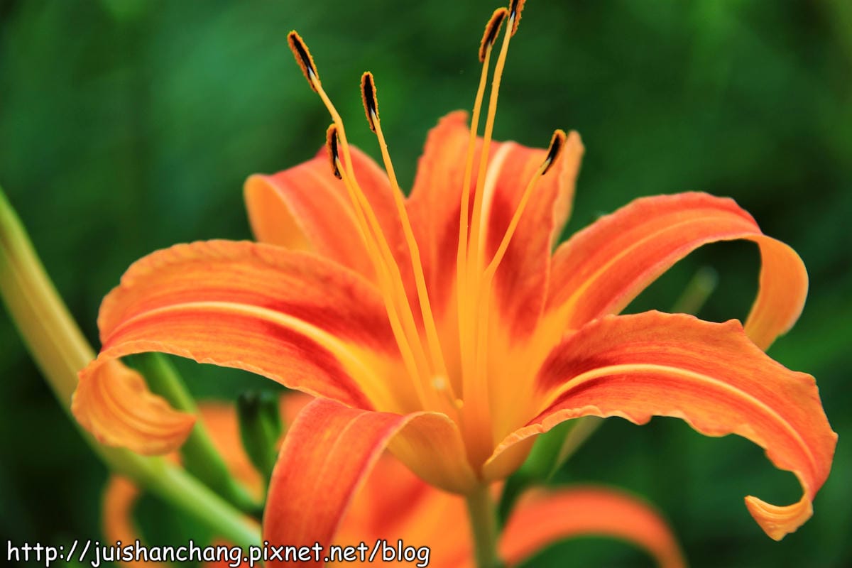 【南投日月潭旅遊景點】頭社活盆地～會跳舞的金針花！