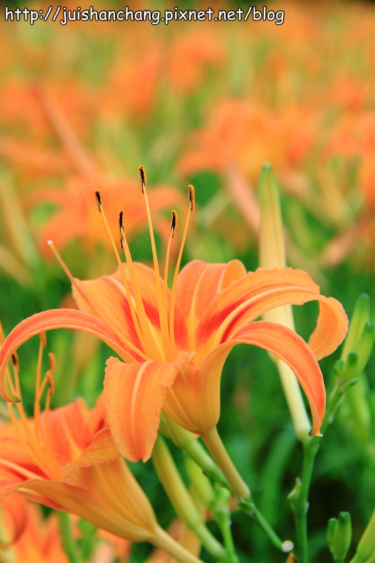 【南投日月潭旅遊景點】頭社活盆地～會跳舞的金針花！