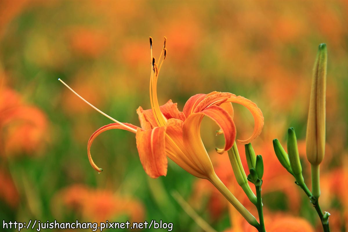 【南投日月潭旅遊景點】頭社活盆地～會跳舞的金針花！