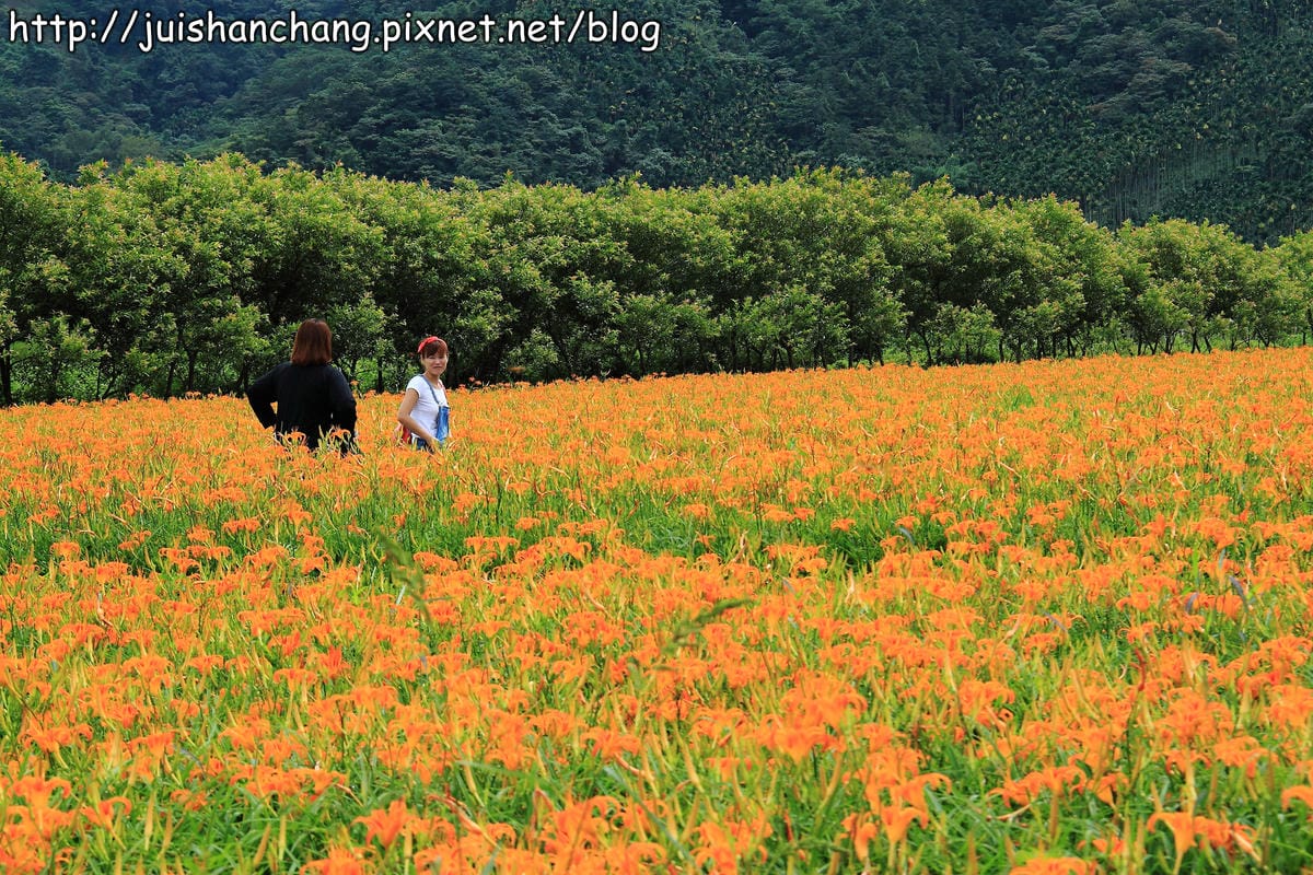 【南投日月潭旅遊景點】頭社活盆地～會跳舞的金針花！