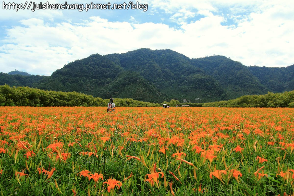 【南投日月潭旅遊景點】頭社活盆地～會跳舞的金針花！