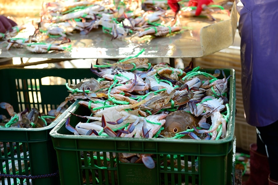 【萬里蟹鄉輕旅遊】萬里秋蟹正肥卡緊來嚐鮮