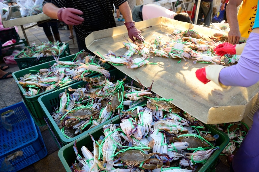 【萬里蟹鄉輕旅遊】萬里秋蟹正肥卡緊來嚐鮮