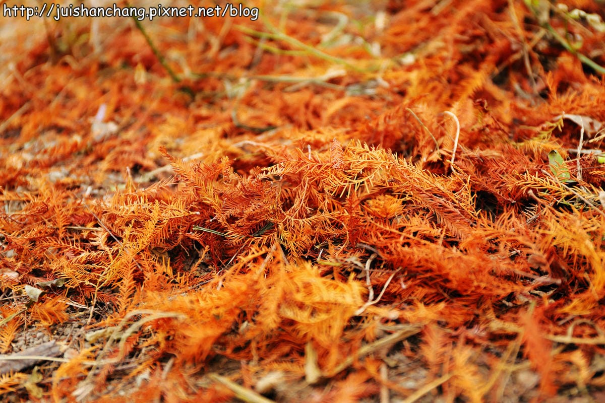 【遊記║台中】霧峰。北岸路落羽松～這不是韓國！台版冬季戀歌場景，免出國！