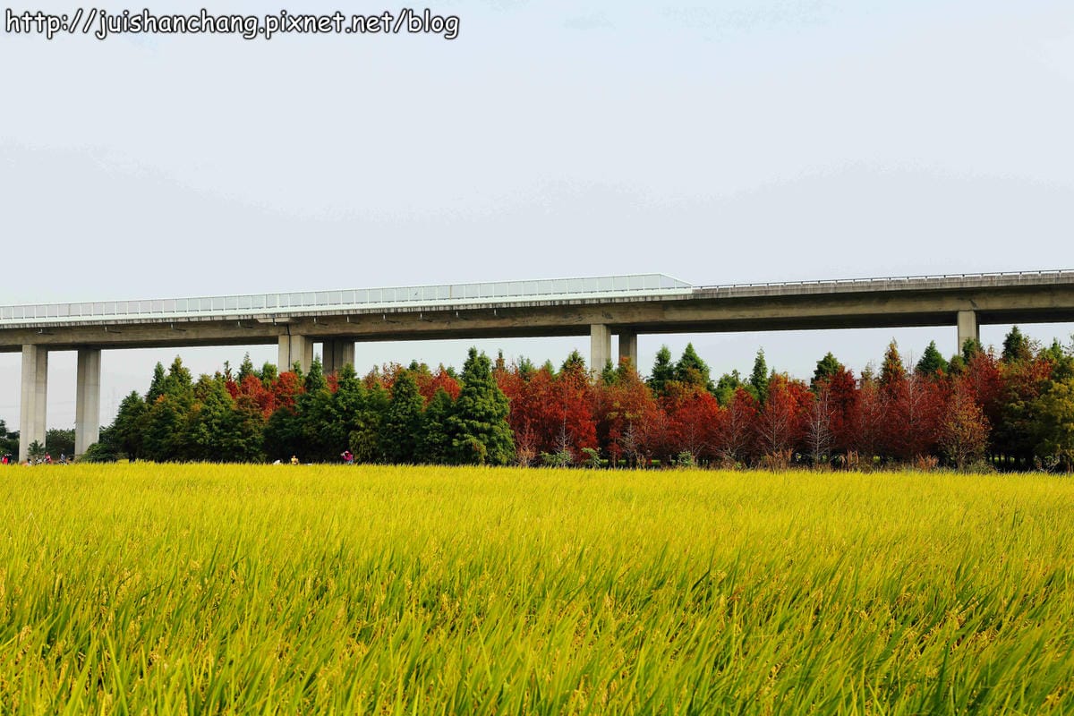 【遊記║台中】霧峰。北岸路落羽松～這不是韓國！台版冬季戀歌場景，免出國！