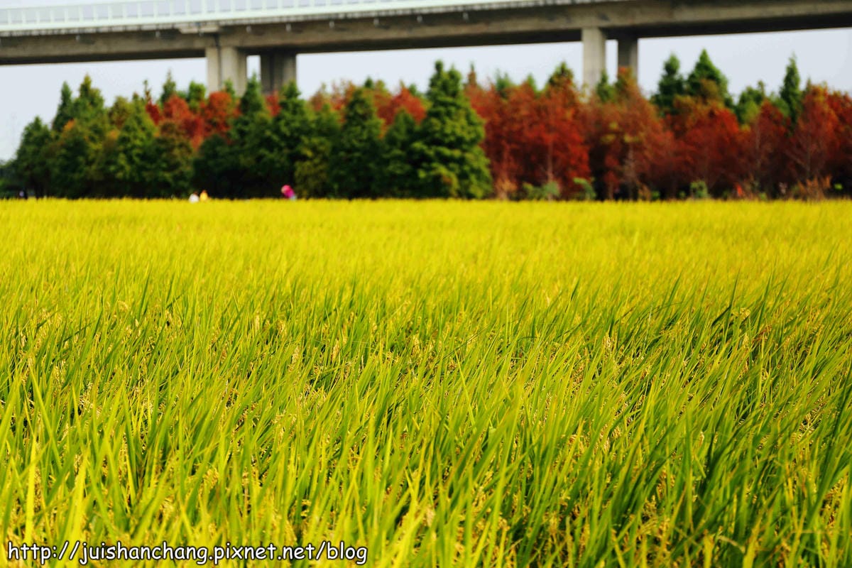 【遊記║台中】霧峰。北岸路落羽松～這不是韓國！台版冬季戀歌場景，免出國！