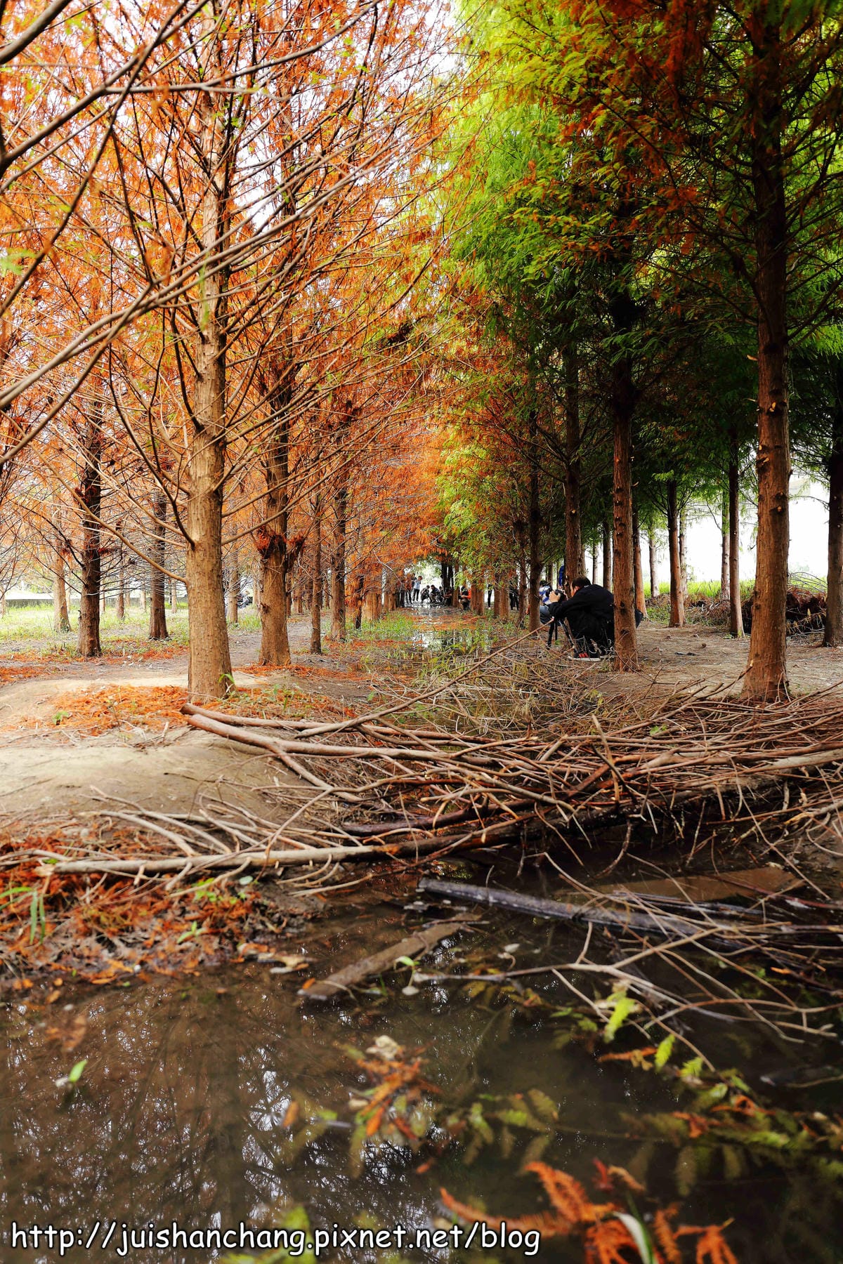 【遊記║台中】霧峰。北岸路落羽松～這不是韓國！台版冬季戀歌場景，免出國！
