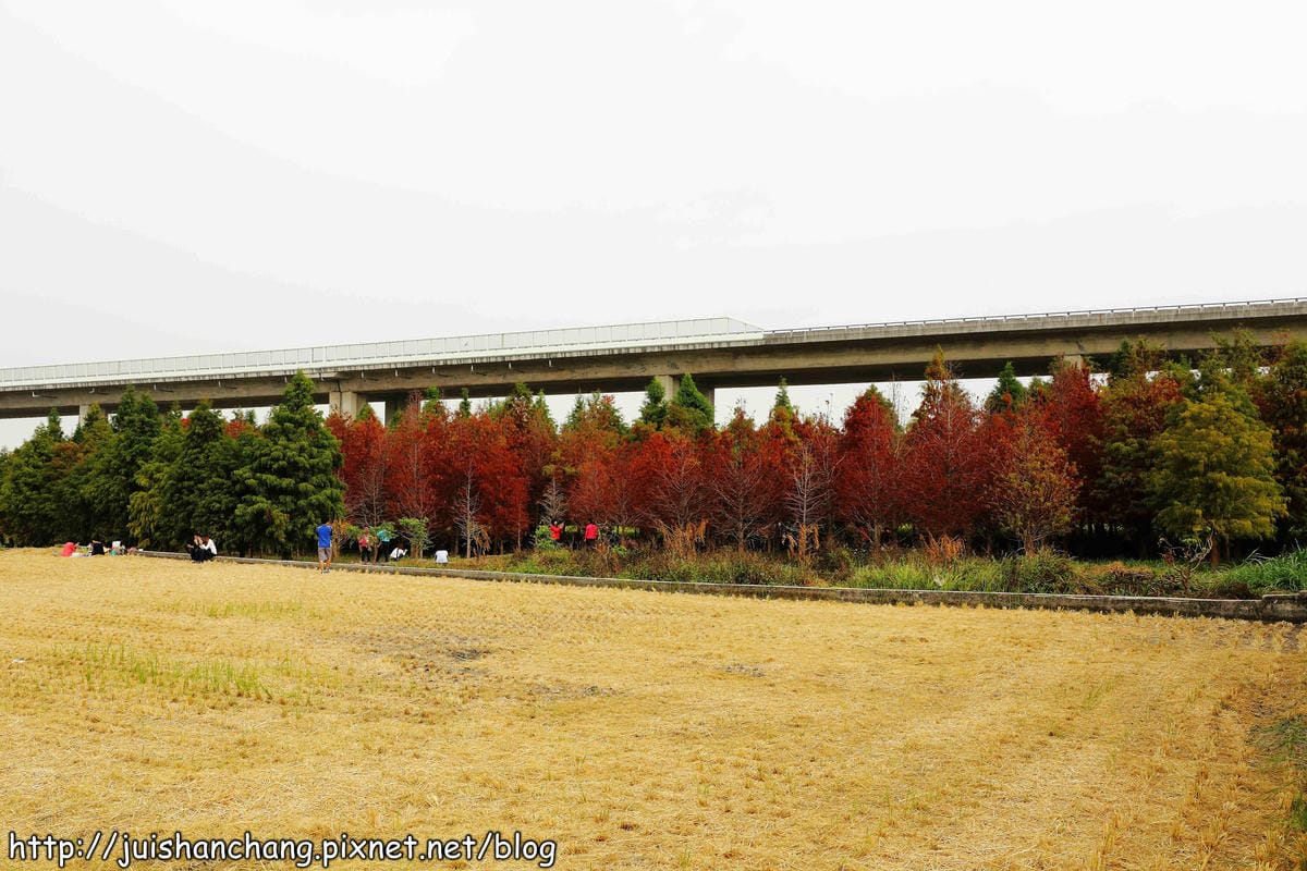 【遊記║台中】霧峰。北岸路落羽松～這不是韓國！台版冬季戀歌場景，免出國！
