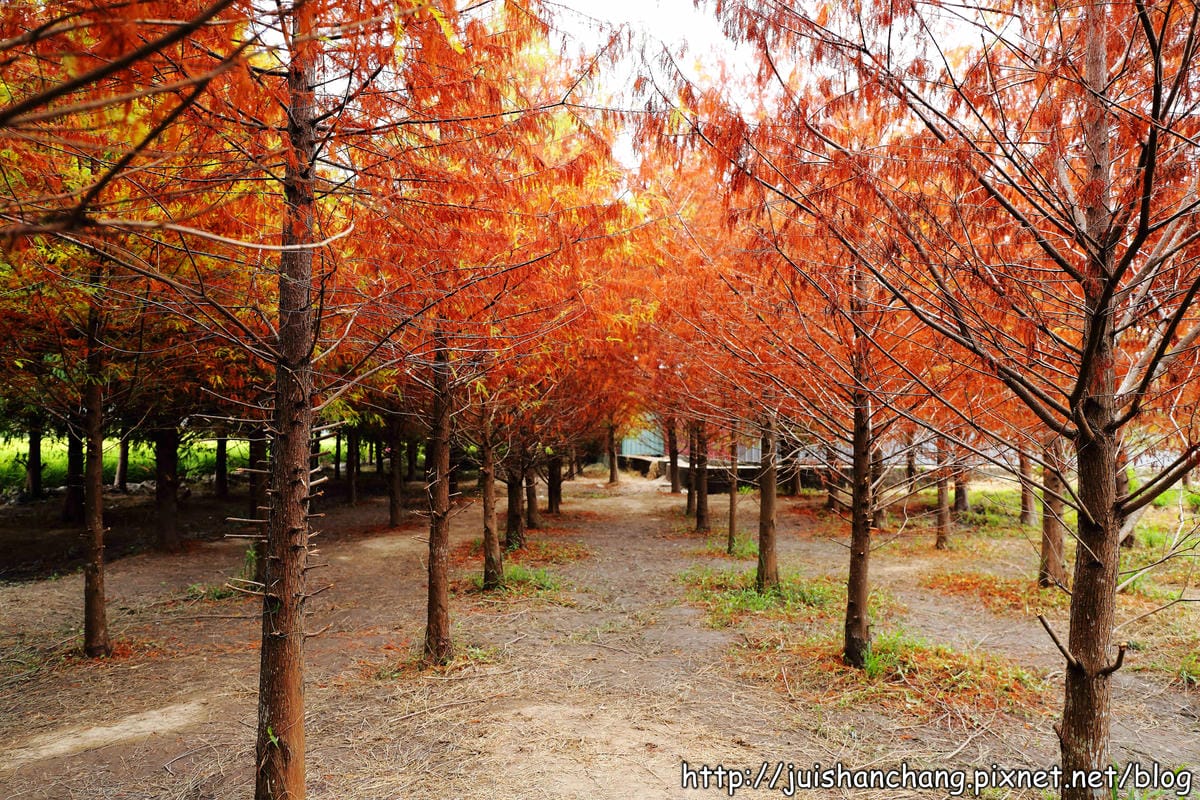 【遊記║台中】霧峰。北岸路落羽松～這不是韓國！台版冬季戀歌場景，免出國！