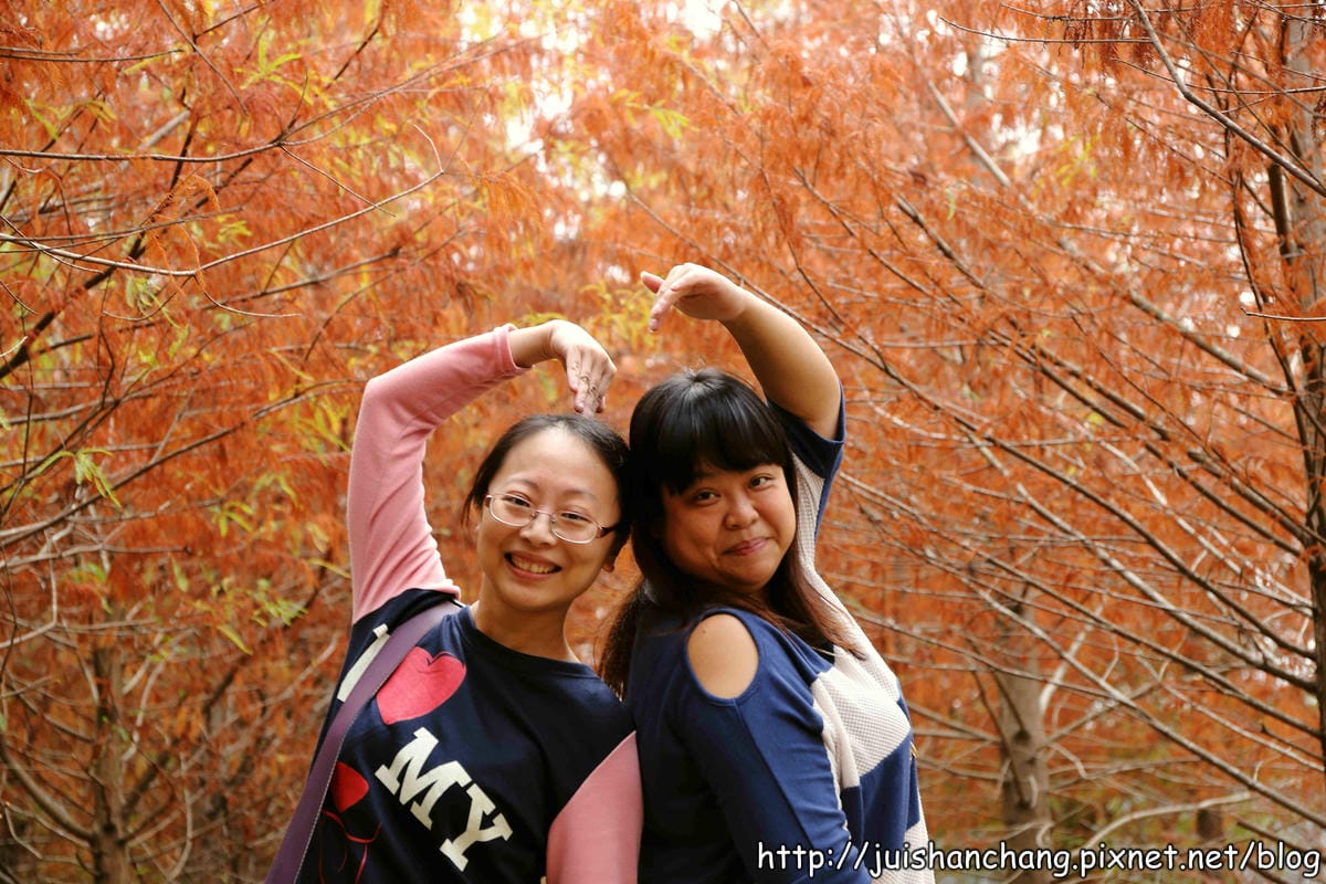 【遊記║台中】霧峰。北岸路落羽松～這不是韓國！台版冬季戀歌場景，免出國！