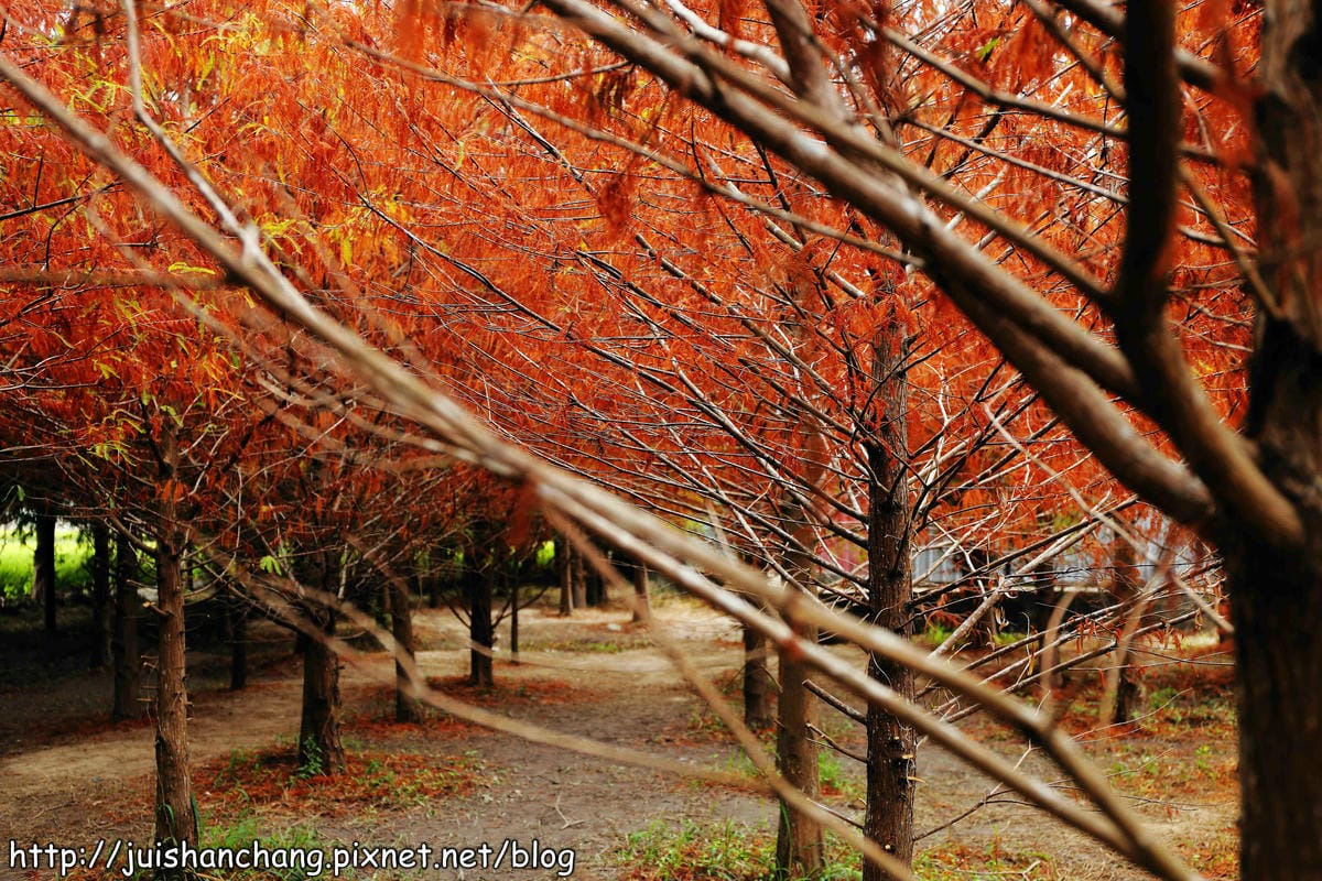 【遊記║台中】霧峰。北岸路落羽松~這不是韓國!台版冬季戀歌場景,免出國! - 第13張圖 【遊記║台中】霧峰。北岸路落羽松~這不是韓國!台版冬季戀歌場景,免出國!