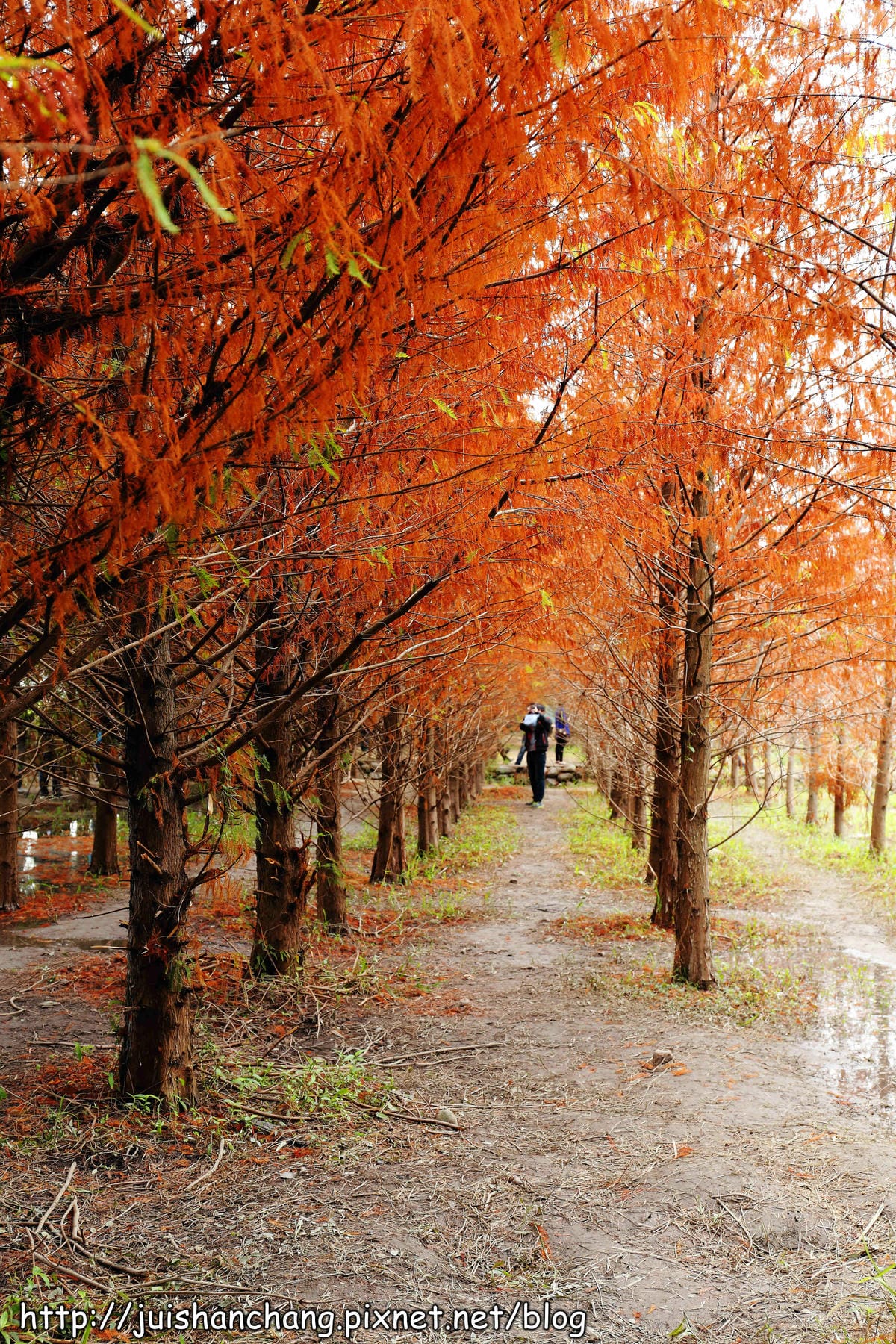 【遊記║台中】霧峰。北岸路落羽松～這不是韓國！台版冬季戀歌場景，免出國！