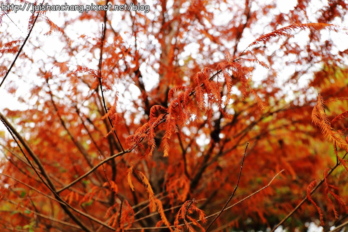 【遊記║台中】霧峰。北岸路落羽松~這不是韓國!台版冬季戀歌場景,免出國! - 第10張圖 【遊記║台中】霧峰。北岸路落羽松~這不是韓國!台版冬季戀歌場景,免出國!