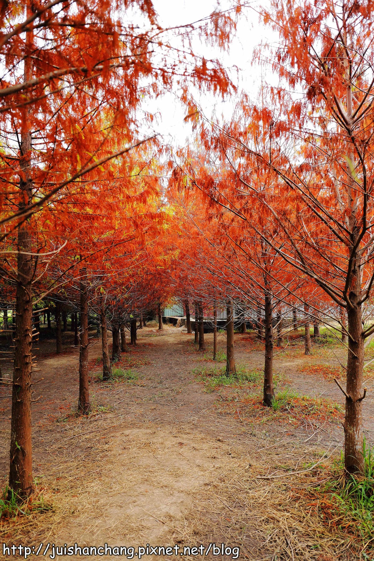【遊記║台中】霧峰。北岸路落羽松～這不是韓國！台版冬季戀歌場景，免出國！
