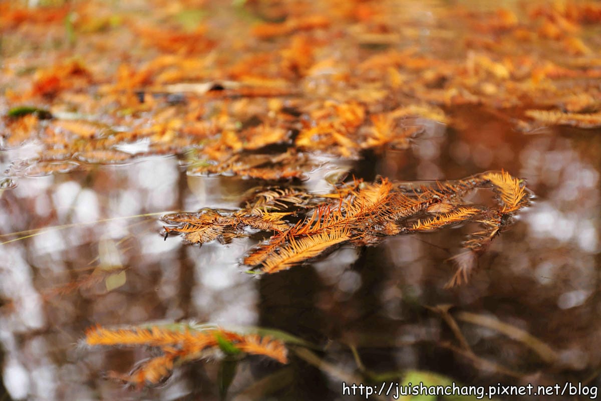 【遊記║台中】霧峰。北岸路落羽松~這不是韓國!台版冬季戀歌場景,免出國! - 第16張圖 【遊記║台中】霧峰。北岸路落羽松~這不是韓國!台版冬季戀歌場景,免出國!