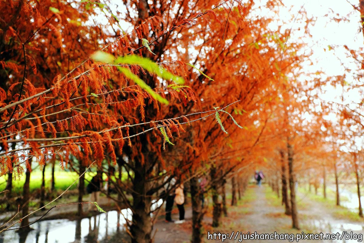 【遊記║台中】霧峰。北岸路落羽松～這不是韓國！台版冬季戀歌場景，免出國！