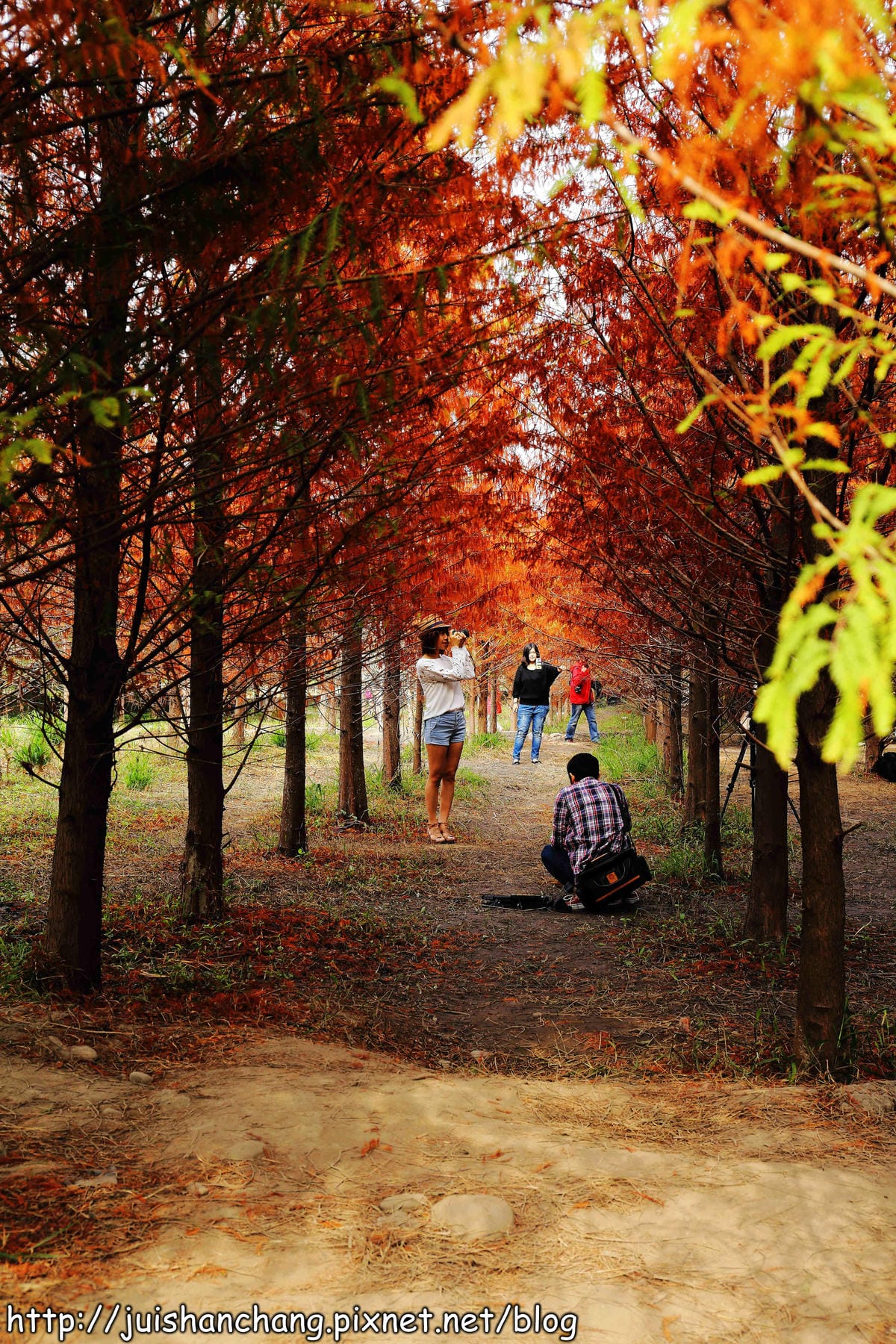 【遊記║台中】霧峰。北岸路落羽松～這不是韓國！台版冬季戀歌場景，免出國！