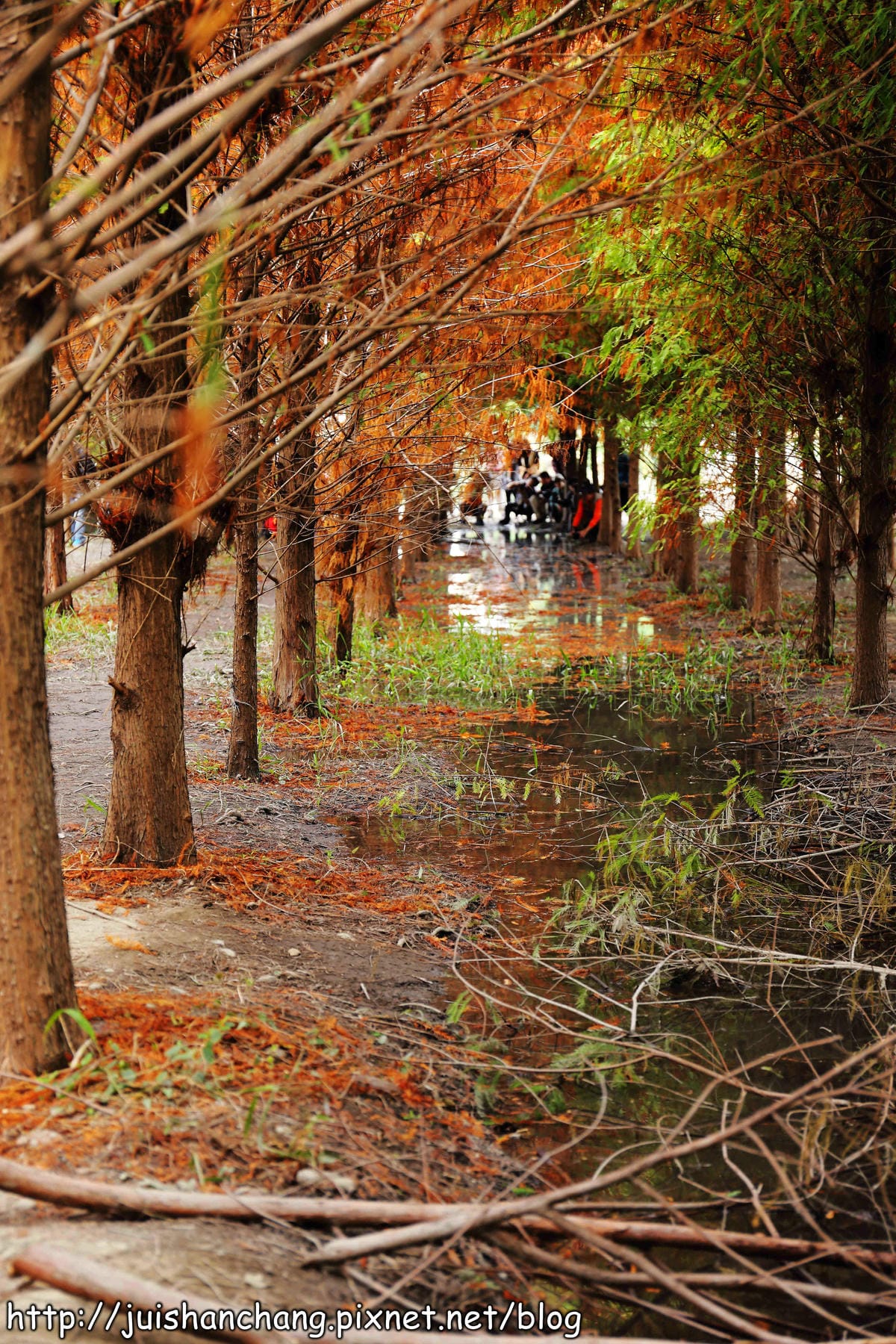 【遊記║台中】霧峰。北岸路落羽松～這不是韓國！台版冬季戀歌場景，免出國！