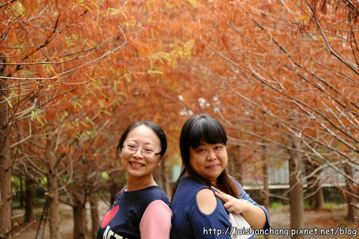 【遊記║台中】霧峰。北岸路落羽松～這不是韓國！台版冬季戀歌場景，免出國！