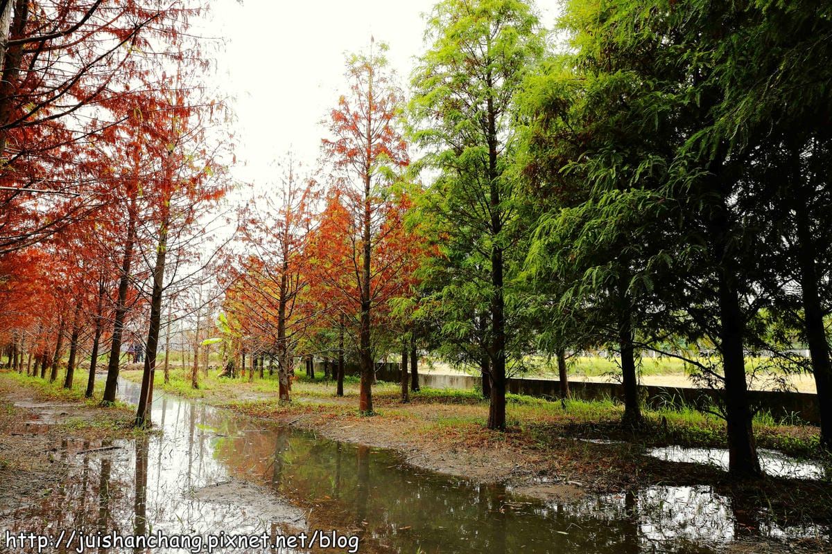 【遊記║台中】霧峰。北岸路落羽松～這不是韓國！台版冬季戀歌場景，免出國！