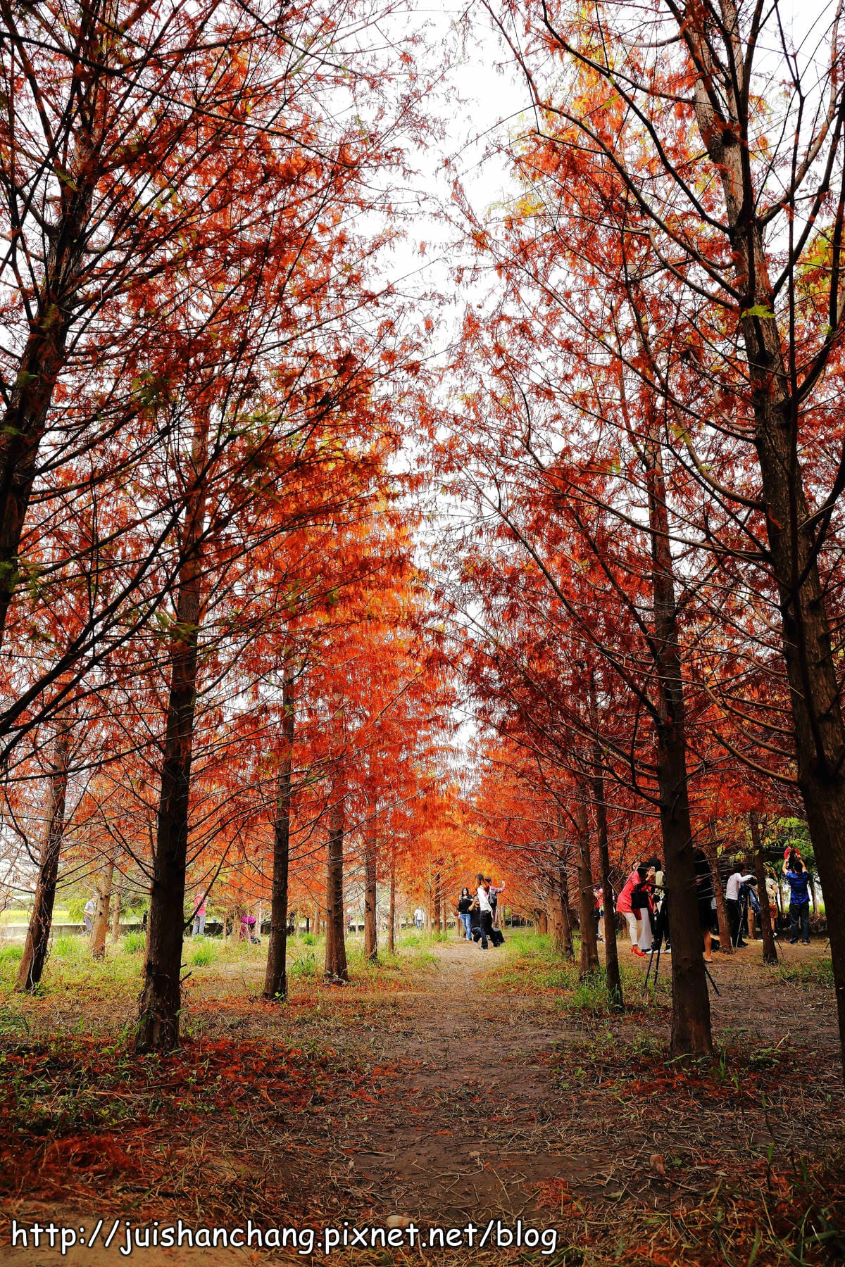 【遊記║台中】霧峰。北岸路落羽松～這不是韓國！台版冬季戀歌場景，免出國！