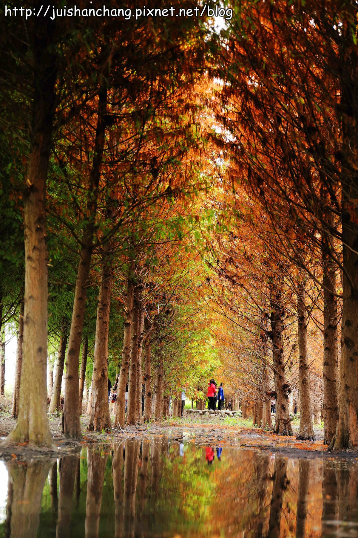 【遊記║台中】霧峰。北岸路落羽松～這不是韓國！台版冬季戀歌場景，免出國！