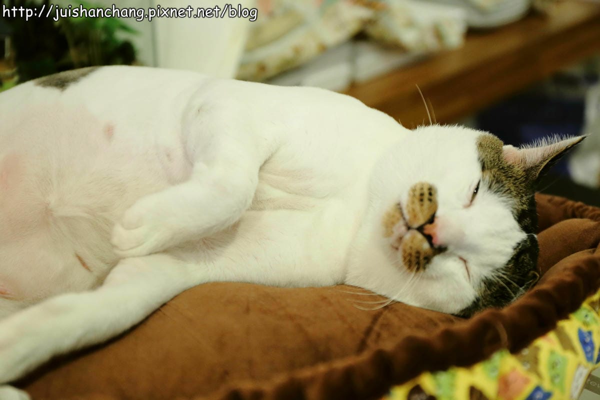 【食記║新北蘆洲】摸摸貓咖啡館～隱身巷弄中的可愛貓咪餐廳，有貓咪坐檯唷！