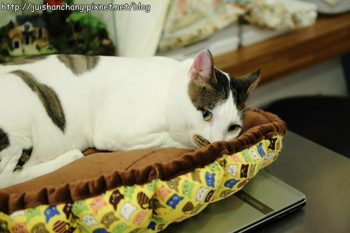 【食記║新北蘆洲】摸摸貓咖啡館～隱身巷弄中的可愛貓咪餐廳，有貓咪坐檯唷！