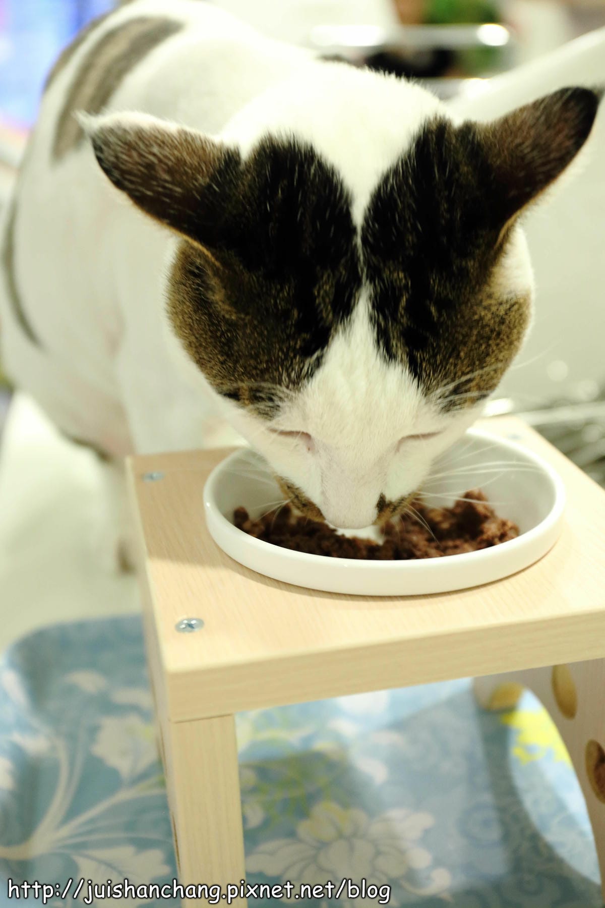 【食記║新北蘆洲】摸摸貓咖啡館～隱身巷弄中的可愛貓咪餐廳，有貓咪坐檯唷！