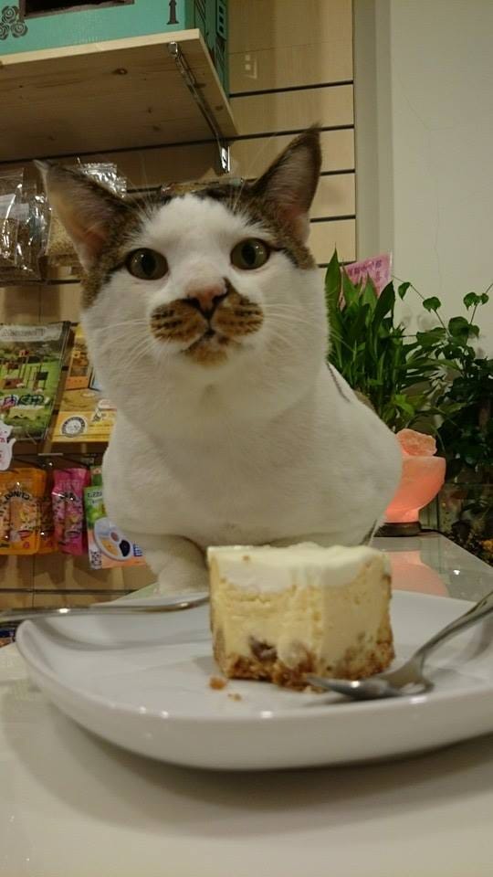 【食記║新北蘆洲】摸摸貓咖啡館～隱身巷弄中的可愛貓咪餐廳，有貓咪坐檯唷！