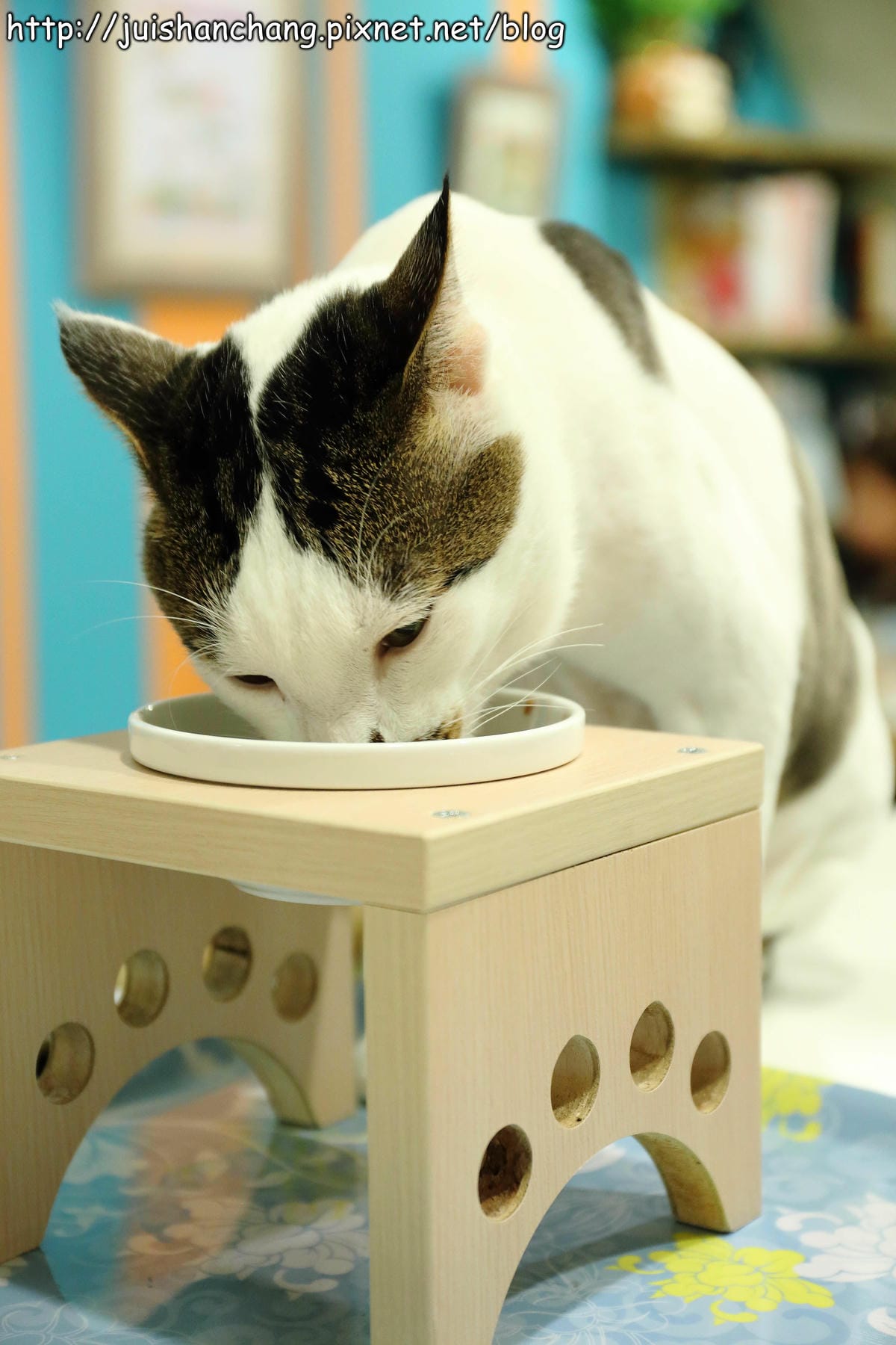 【食記║新北蘆洲】摸摸貓咖啡館～隱身巷弄中的可愛貓咪餐廳，有貓咪坐檯唷！