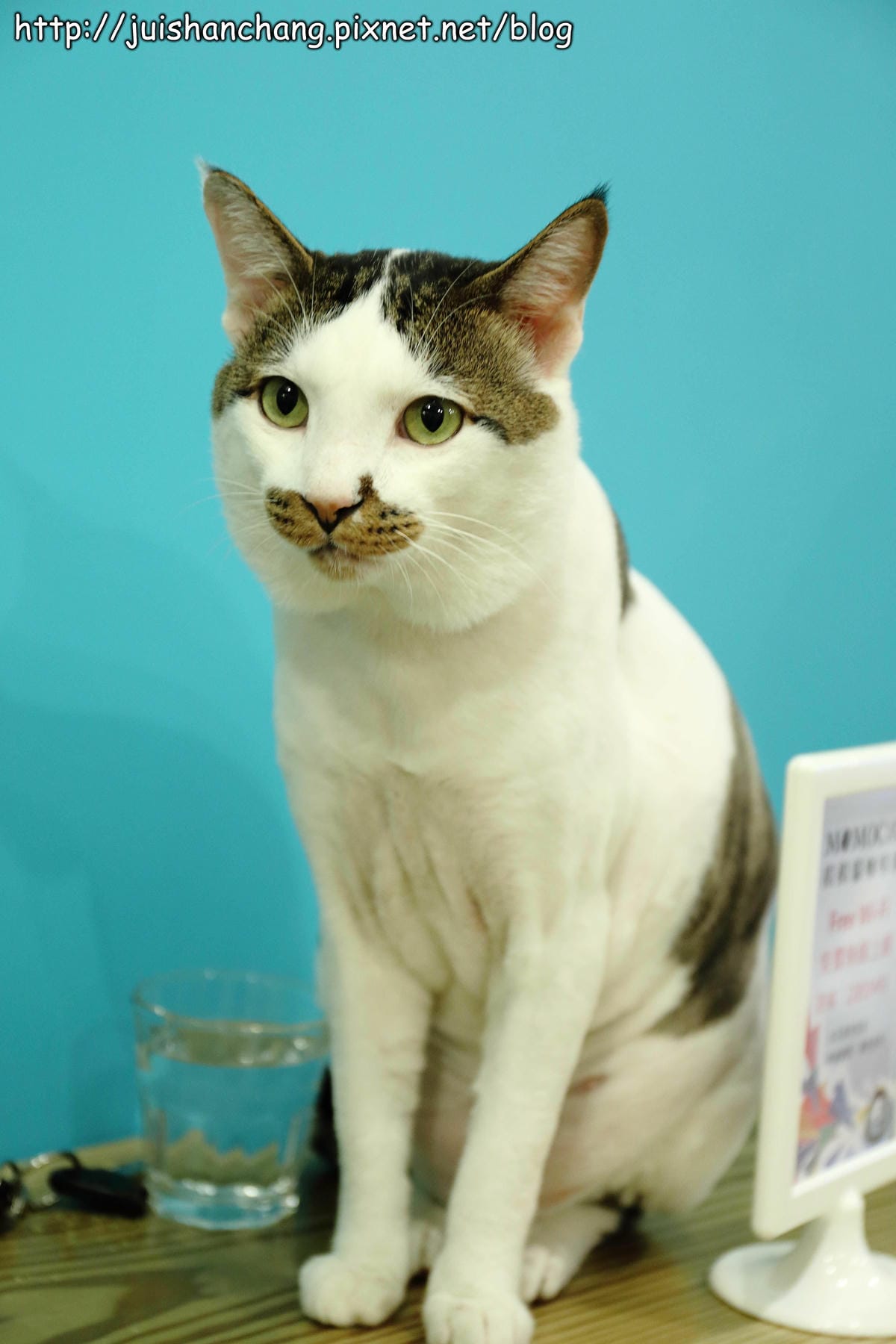 【食記║新北蘆洲】摸摸貓咖啡館～隱身巷弄中的可愛貓咪餐廳，有貓咪坐檯唷！