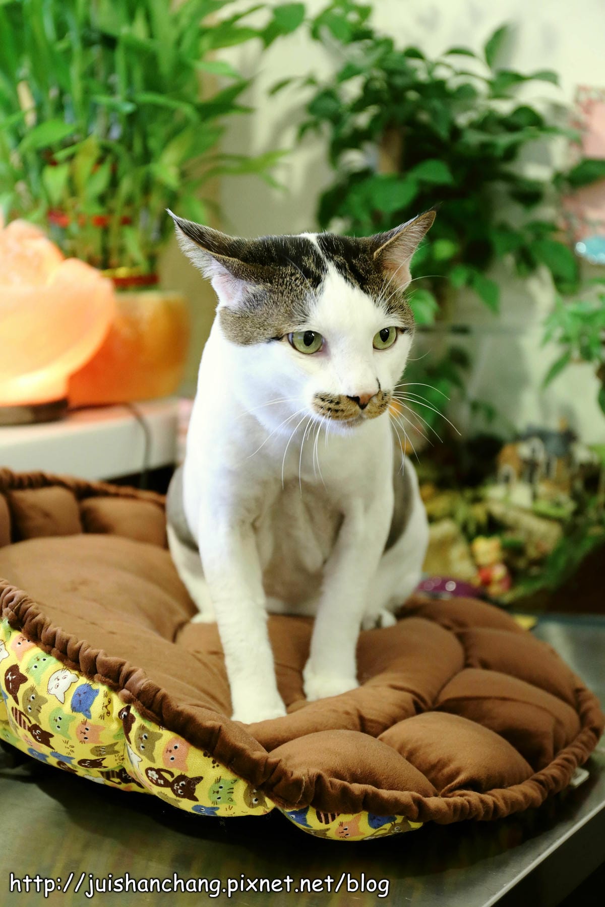 【食記║新北蘆洲】摸摸貓咖啡館～隱身巷弄中的可愛貓咪餐廳，有貓咪坐檯唷！