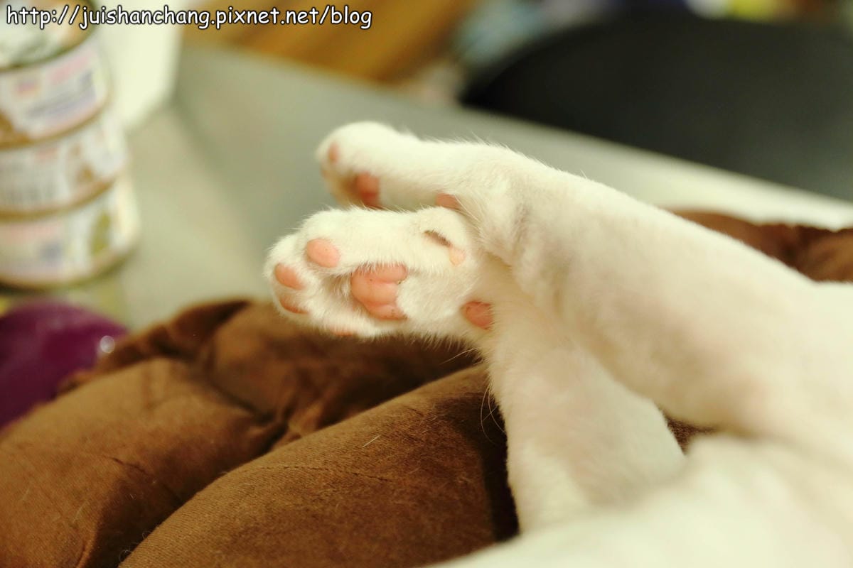 【食記║新北蘆洲】摸摸貓咖啡館～隱身巷弄中的可愛貓咪餐廳，有貓咪坐檯唷！