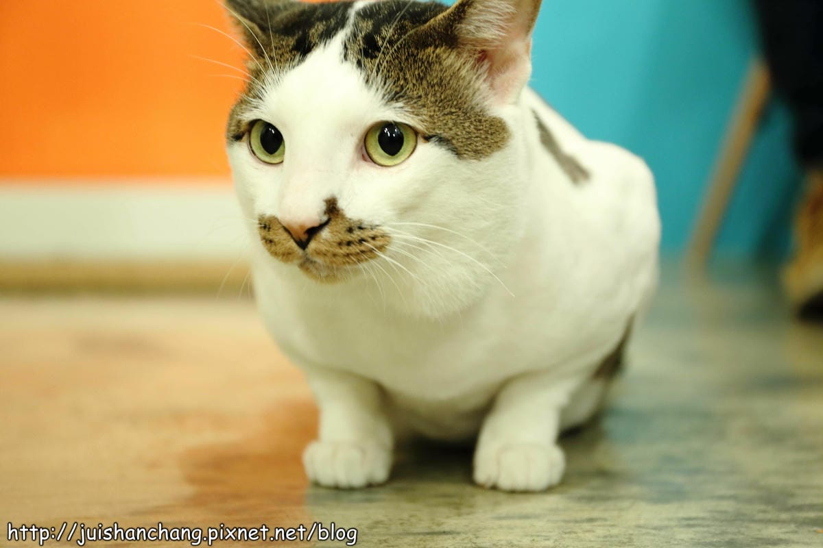 【食記║新北蘆洲】摸摸貓咖啡館～隱身巷弄中的可愛貓咪餐廳，有貓咪坐檯唷！