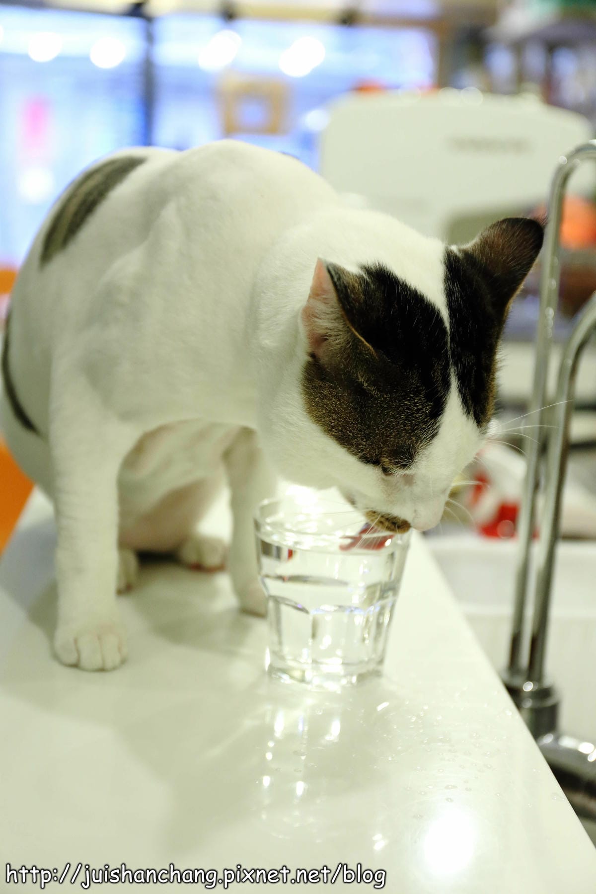 【食記║新北蘆洲】摸摸貓咖啡館～隱身巷弄中的可愛貓咪餐廳，有貓咪坐檯唷！