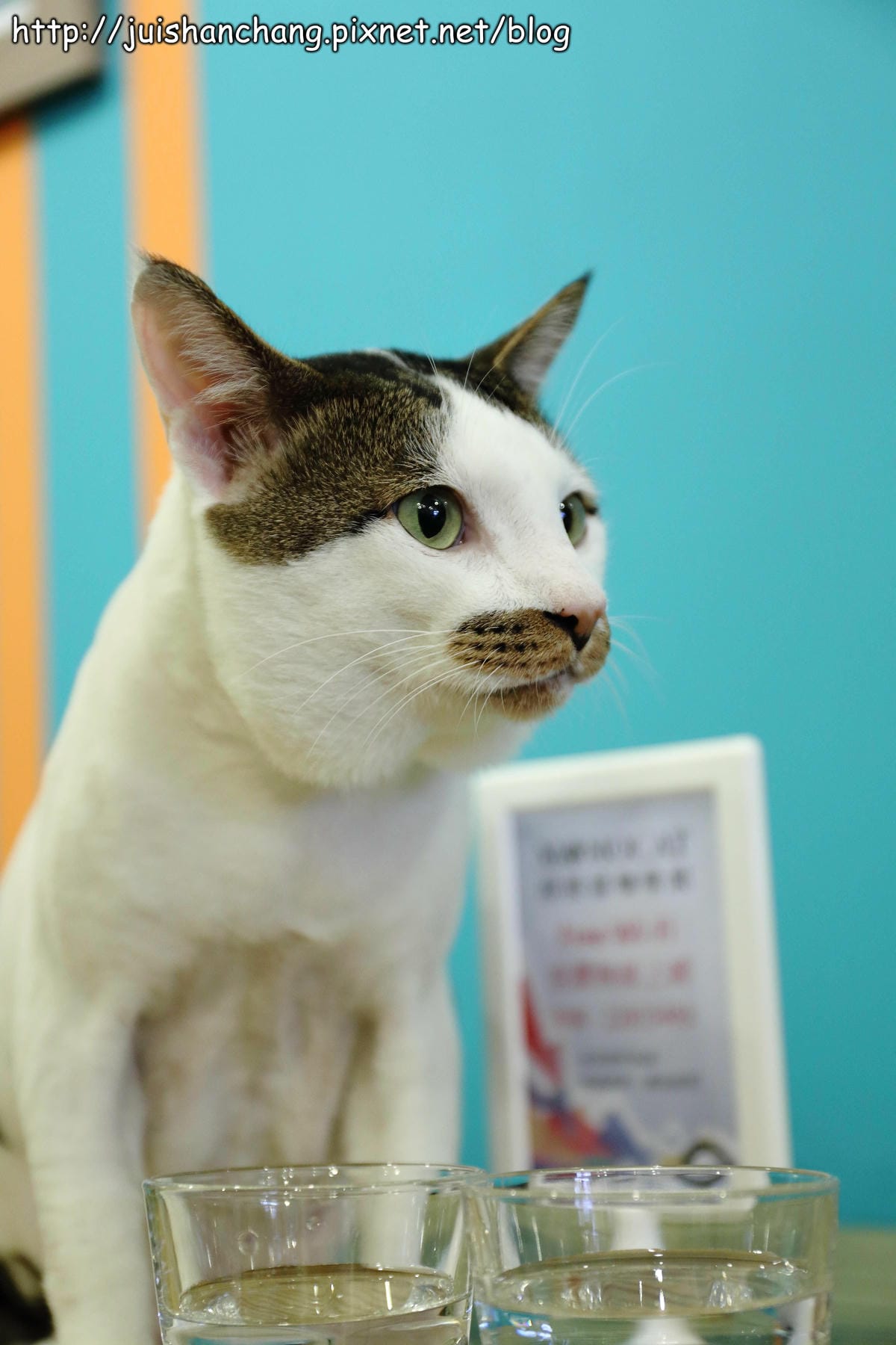 【食記║新北蘆洲】摸摸貓咖啡館～隱身巷弄中的可愛貓咪餐廳，有貓咪坐檯唷！