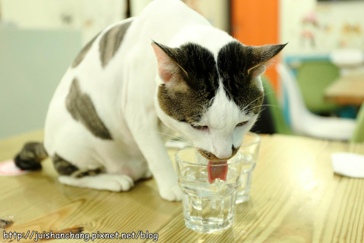 【食記║新北蘆洲】摸摸貓咖啡館～隱身巷弄中的可愛貓咪餐廳，有貓咪坐檯唷！