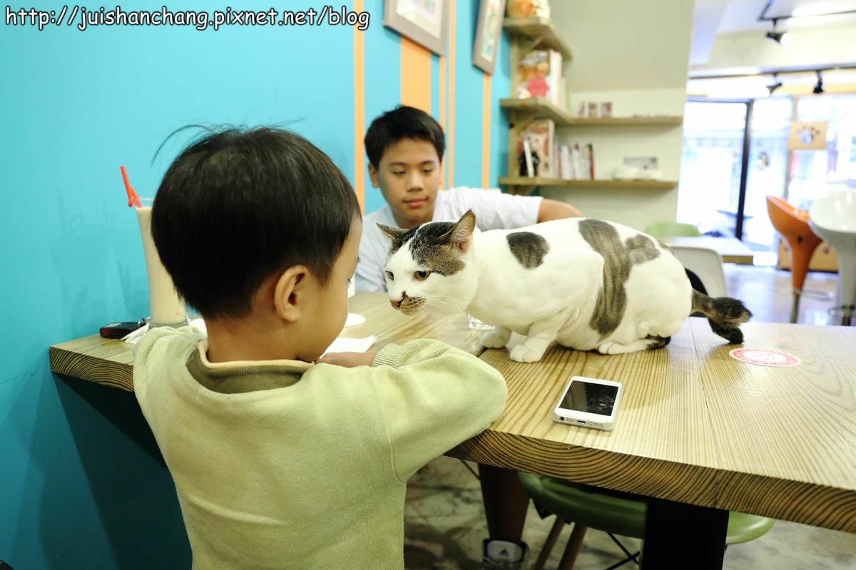 【食記║新北蘆洲】摸摸貓咖啡館～隱身巷弄中的可愛貓咪餐廳，有貓咪坐檯唷！