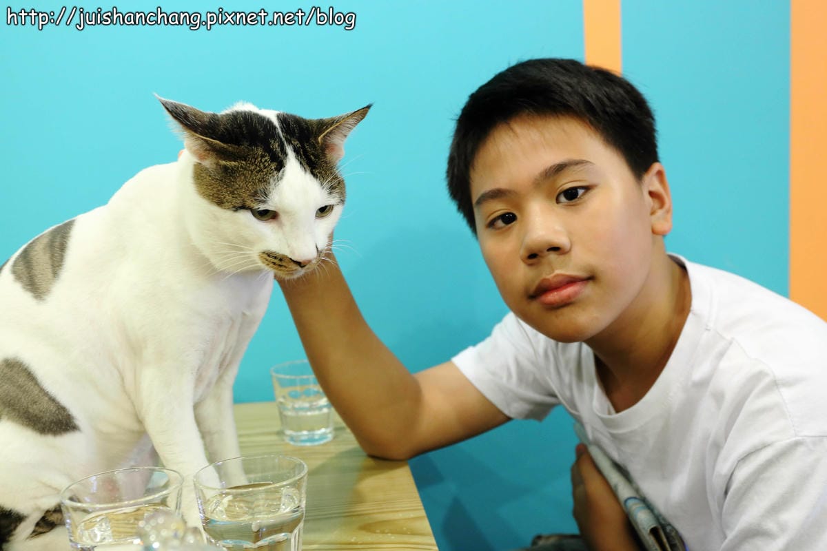 【食記║新北蘆洲】摸摸貓咖啡館～隱身巷弄中的可愛貓咪餐廳，有貓咪坐檯唷！