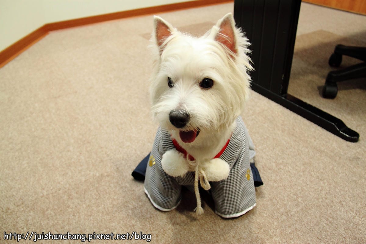 【廣宣‖寵物】Puppy Castle – 帕彼創意寵物生活館～狗狗過新年穿新衣，Showtime！