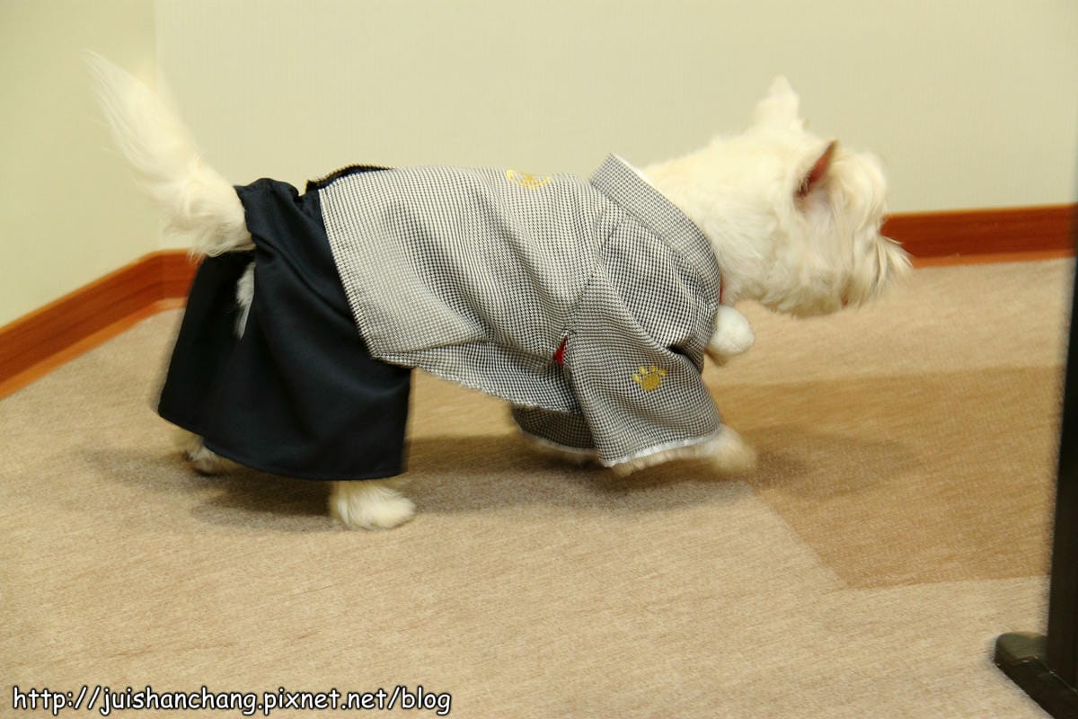 【廣宣‖寵物】Puppy Castle – 帕彼創意寵物生活館～狗狗過新年穿新衣，Showtime！